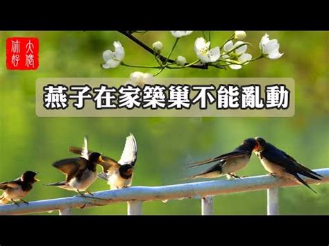 燕子築巢位置|「鳥界風水大師」燕築巢報喜訊 民俗專家：4生肖準備。